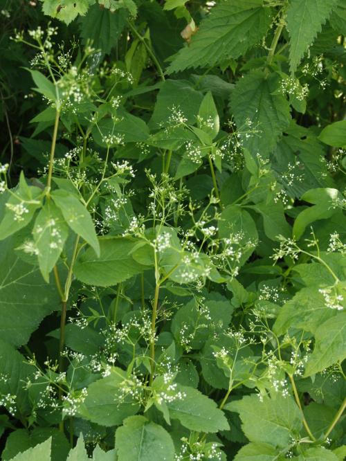 Cryptotaenia canadensis, Canadian Honewort