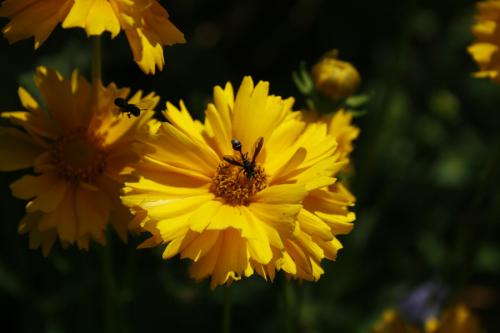 Coreopsis lanceolata, Lance-leaved Tickseed