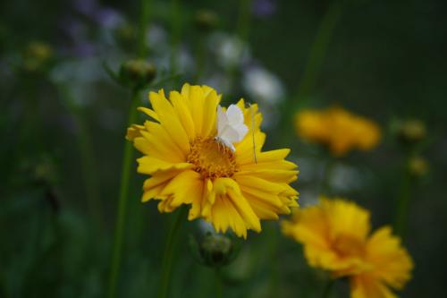 Coreopsis lanceolata, Lance-leaved Tickseed