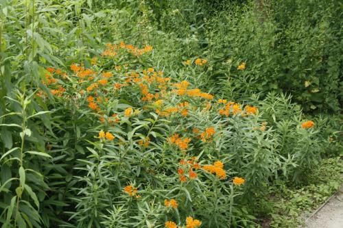 Asclepias tuberosa, Orange Butterfly Weed