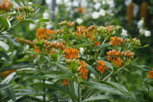 Asclepias tuberosa, Orange Butterfly Weed