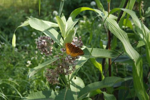 Asclepias syriaca, Common Milkweed
