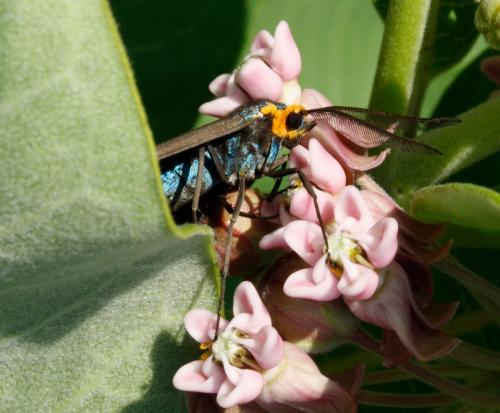 Asclepias syriaca, Common Milkweed