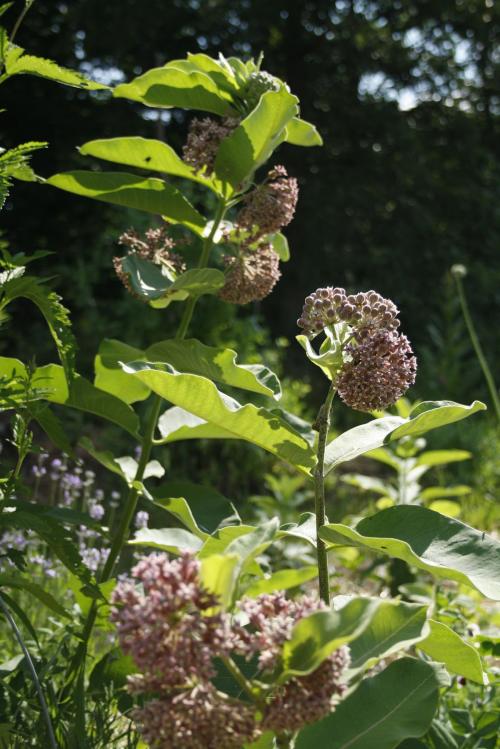 Asclepias syriaca, Common Milkweed