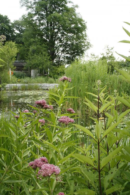 Asclepias incarnata, Pink Swamp Milkweed