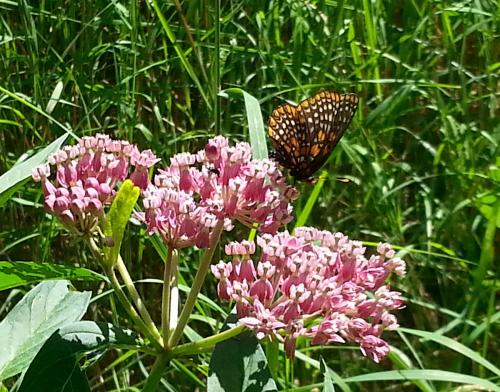 Asclepias incarnata, Pink Swamp Milkweed