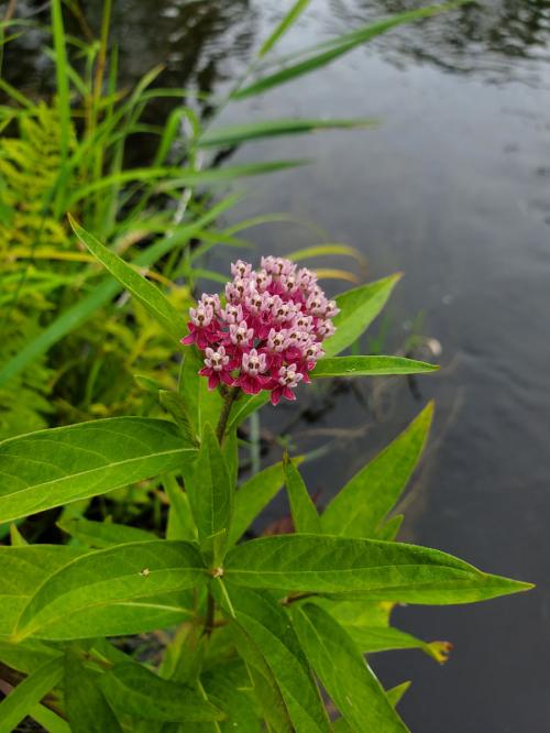 Asclepias incarnata, Pink Swamp Milkweed