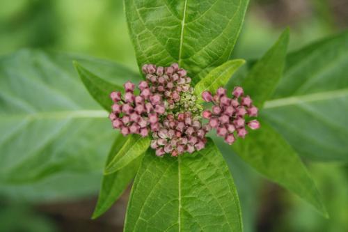 Asclepias incarnata, Pink Swamp Milkweed