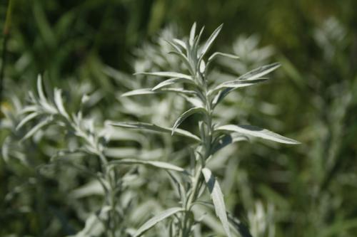 Artemisia ludoviciana, Silver Wormwood 