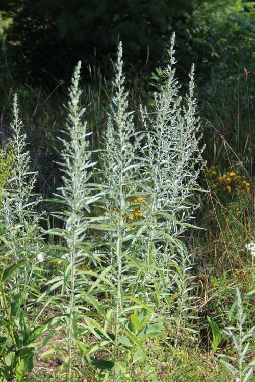 Artemisia ludoviciana, Silver Wormwood 