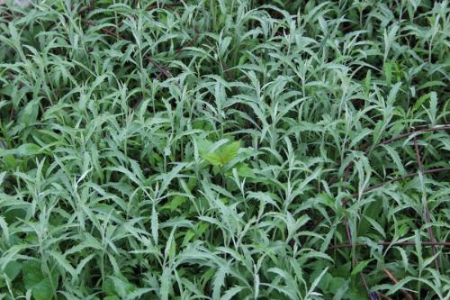 Artemisia ludoviciana, Silver Wormwood 