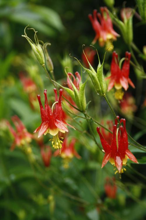 Aquilegia canadensis, Wild Columbine
