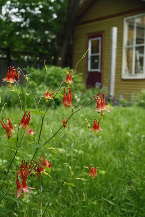 Aquilegia canadensis, Wild Columbine