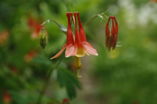 Aquilegia canadensis, Wild Columbine