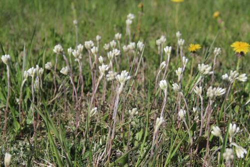 Antennaria neglecta, Field pussytoes