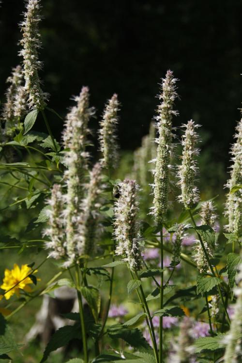 Agastache scrophulariifolia, Purple Giant Hyssop