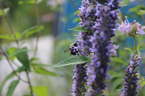 Agastache foeniculum, Anise Hyssop