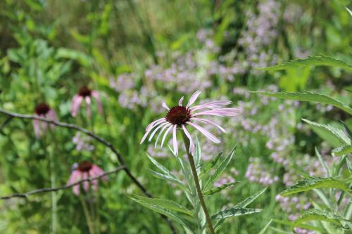 ~ Echinacea pallida, Pale Purple Coneflower