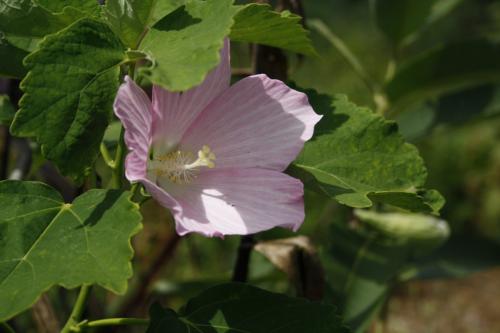 Hibiscus moscheutos, Swamp Rose-mallow 
