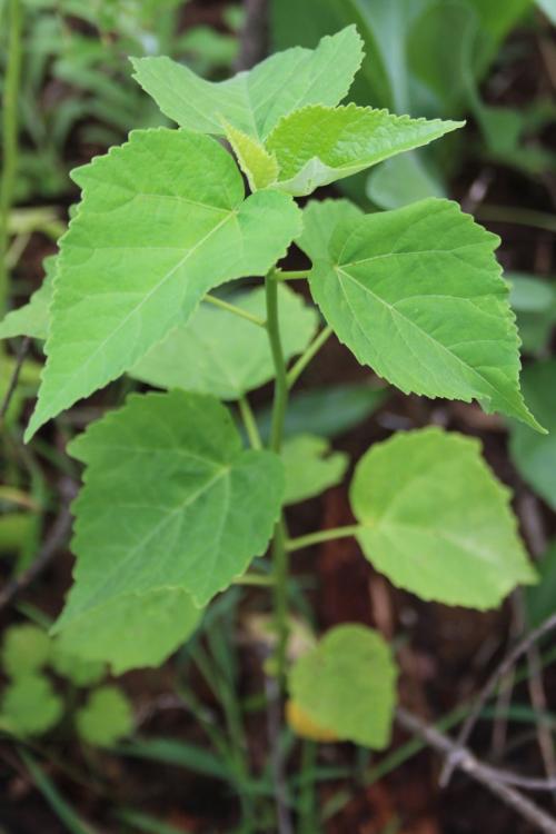 Hibiscus moscheutos, Swamp Rose-mallow 
