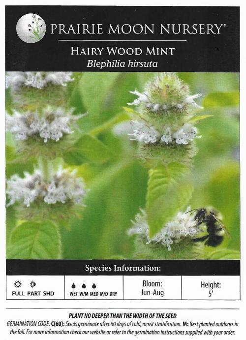 Blephilia hirsuta, Hairy Wood Mint