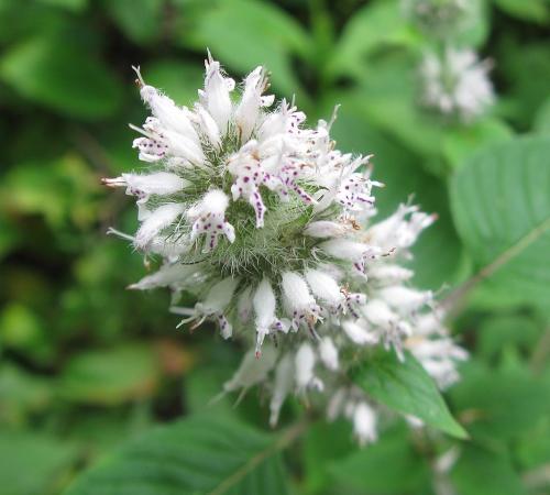 Blephilia hirsuta, Hairy Wood Mint