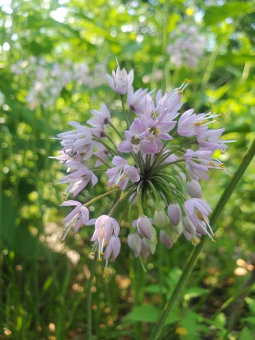 Allium cernuum, Nodding Onion