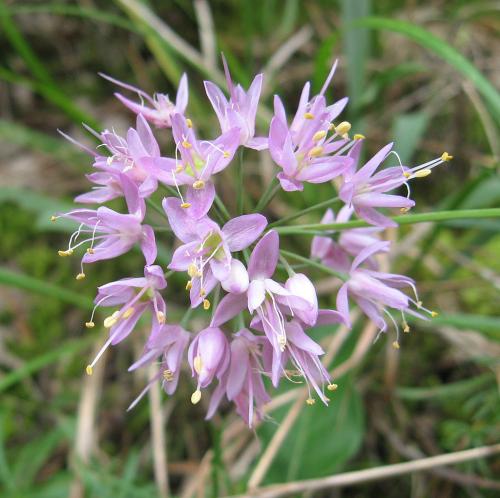 Allium stellatum, Prairie Onion