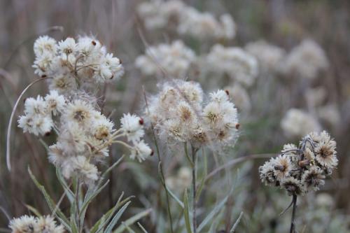 Anaphalis margaritacea, Pearly Everlasting