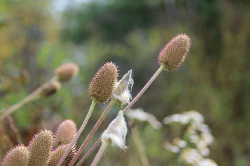 Anemone virginiana, Thimbleweed