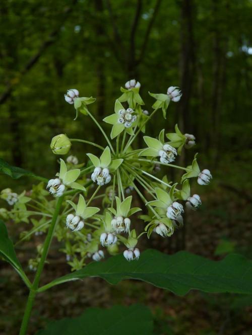 Asclepias exaltata, Poke Milkweed
