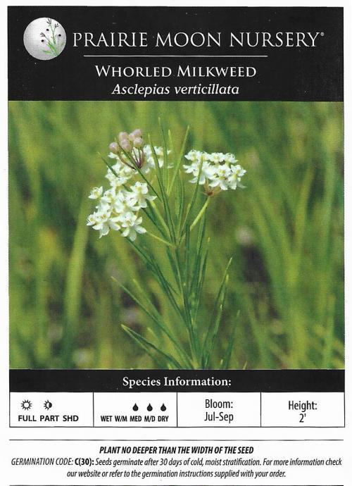 Asclepias verticillata, Whorled Milkweed