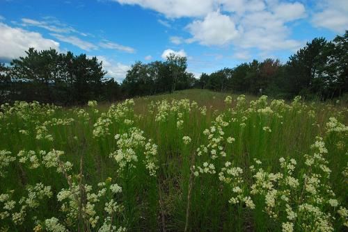 Asclepias verticillata, Whorled Milkweed