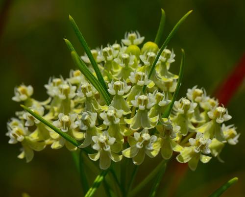Asclepias verticillata, Whorled Milkweed
