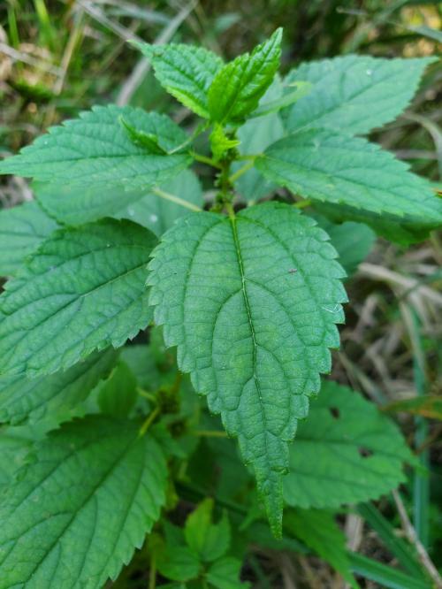 Boehmeria cylindrica, Smallspike False Nettle 