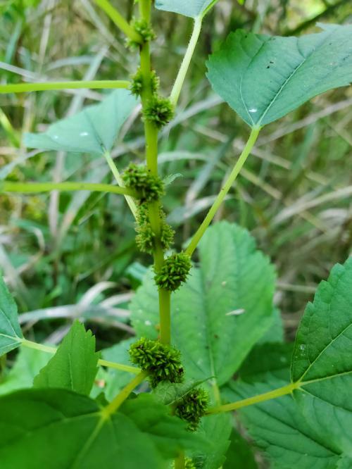 Boehmeria cylindrica, Smallspike False Nettle 
