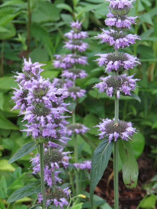 Blephilia ciliata, Downy Wood Mint