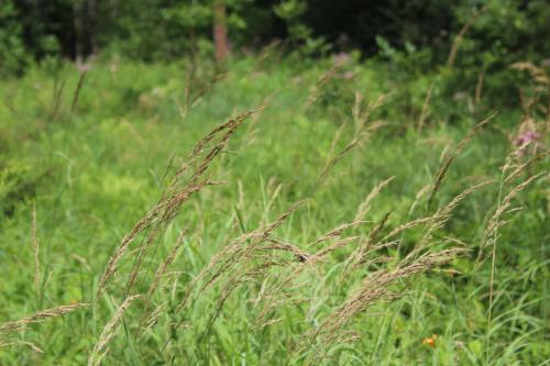 Calamagrostis canadensis, Canadian Bluejoint