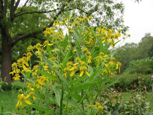 Verbesina alternifolia, Wingstem 
