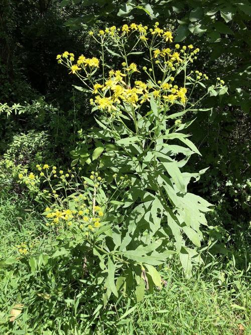 Verbesina alternifolia, Wingstem 