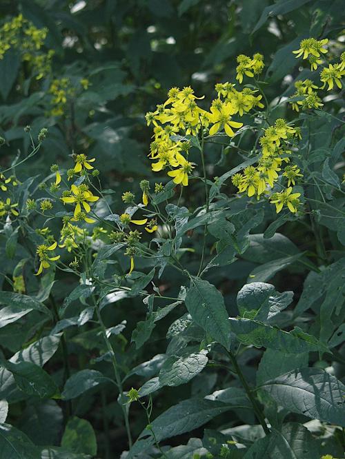 Verbesina alternifolia, Wingstem 