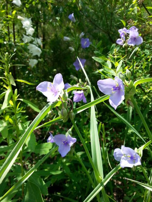Tradescantia ohiensis, Ohio Spiderwort