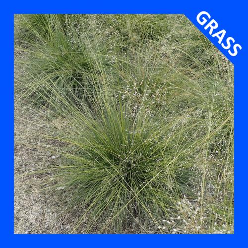 Sporobolus heterolepis, Prairie Dropseed