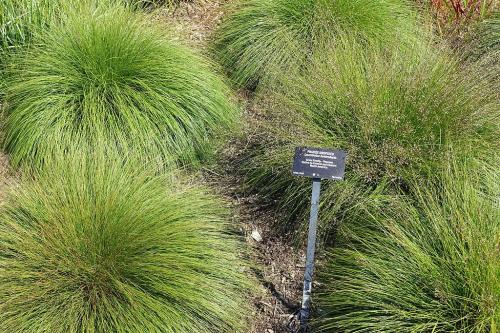 Sporobolus heterolepis, Prairie Dropseed 