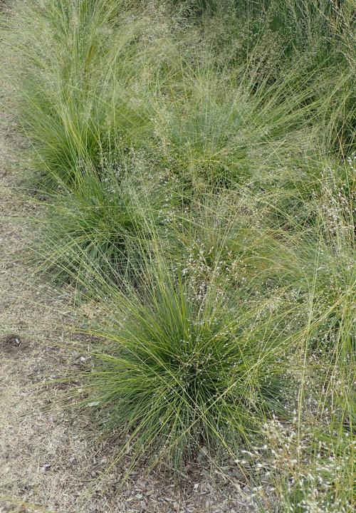 Sporobolus heterolepis, Prairie Dropseed 