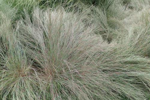 Schizachyrium scoparium, Little Bluestem
