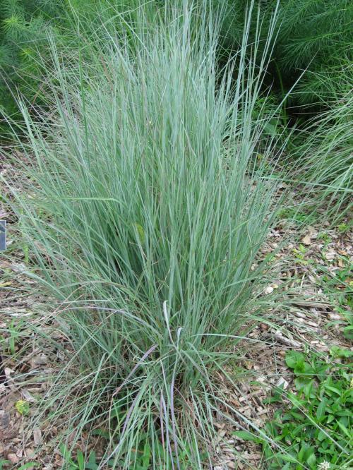 Schizachyrium scoparium, Little Bluestem
