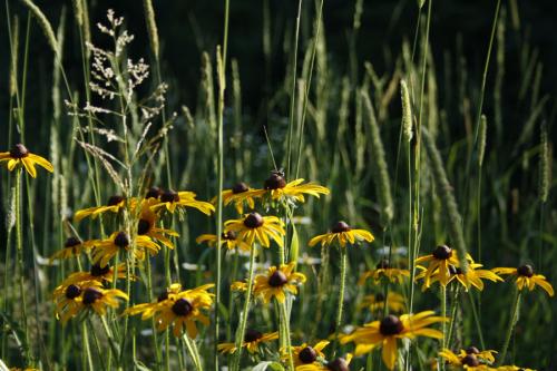 Rudbeckia hirta, Black-Eyed-Susan