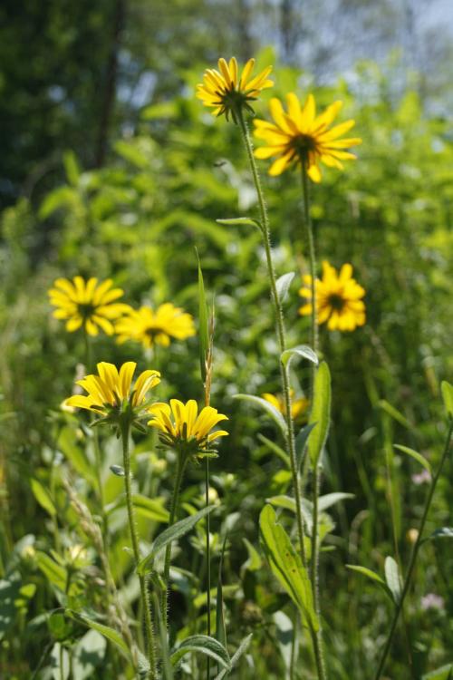 Rudbeckia hirta, Black-Eyed-Susan 