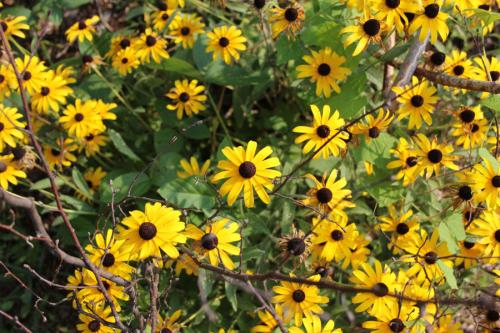 Rudbeckia hirta, Black-Eyed-Susan 